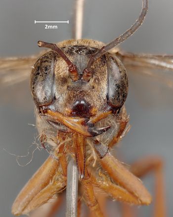 Media type: image;   Entomology 14346 Aspect: head frontal view